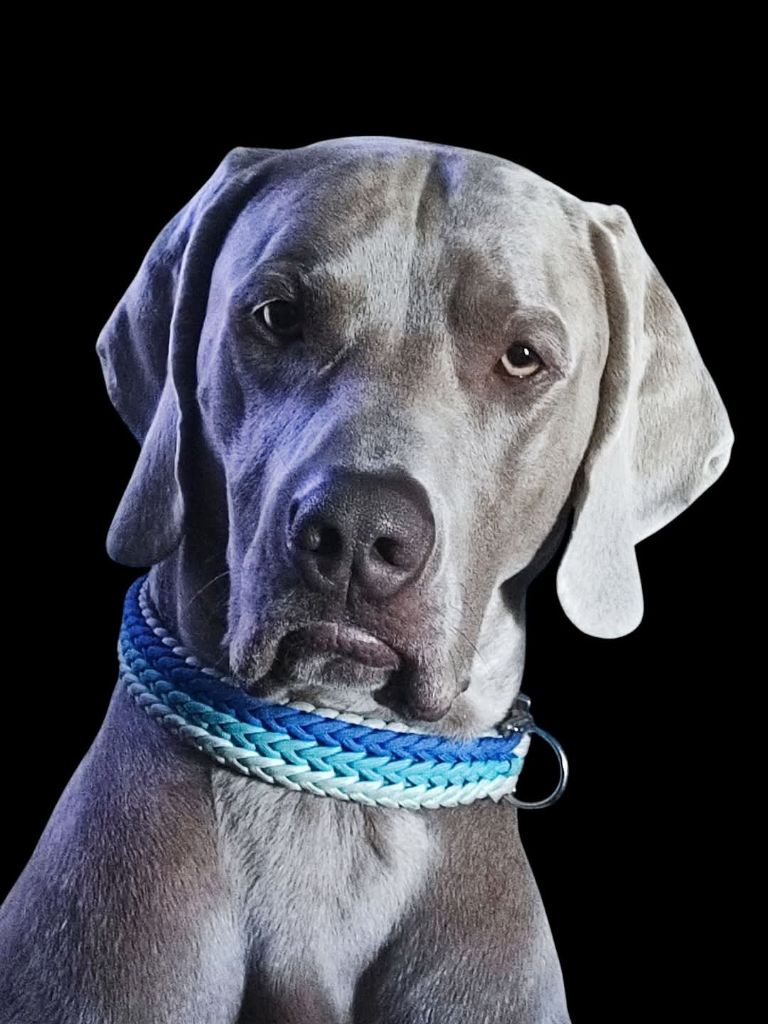 CH. Ultime love grey nouroy Von der SilberWaldPerle